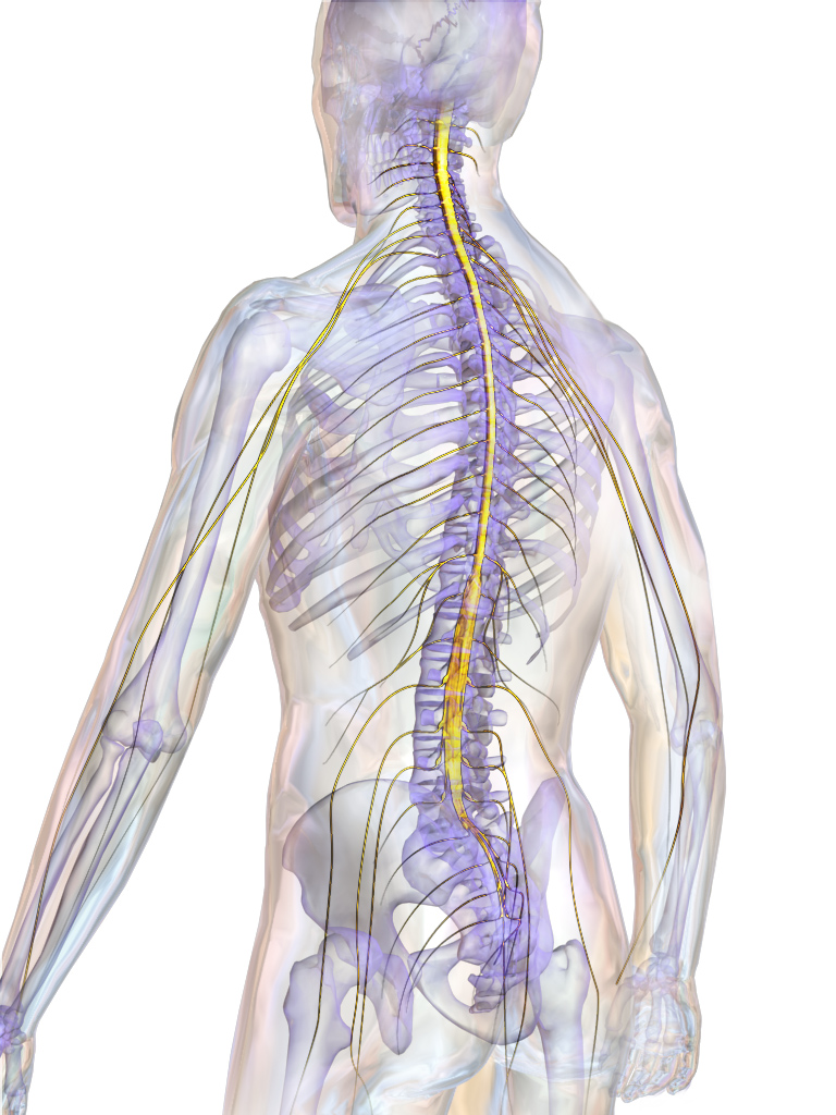 5.spinalcord